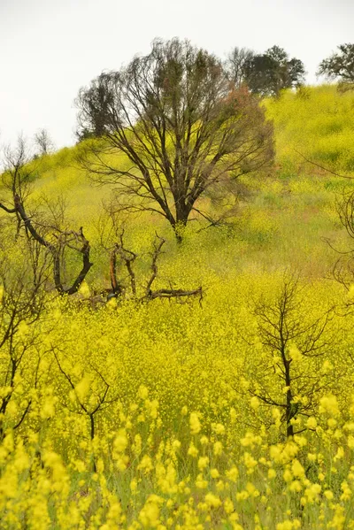 DSC_6284 (Large).JPG